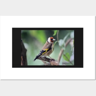 Goldfinch Posters and Art